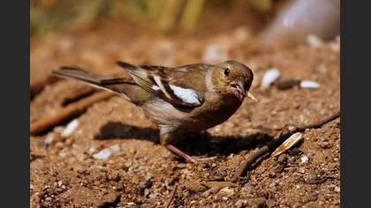 İspinoz » Common Chaffinch » Fringilla coelebs