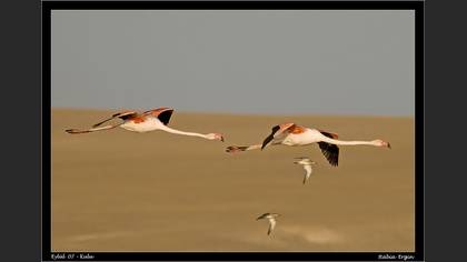 Flamingo » Greater Flamingo » Phoenicopterus roseus