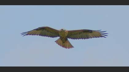 Kızıl şahin » Long-legged Buzzard » Buteo rufinus