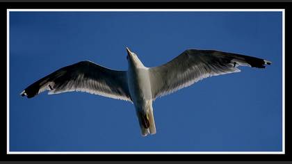 Gümüş martı » Yellow-legged Gull » Larus michahellis