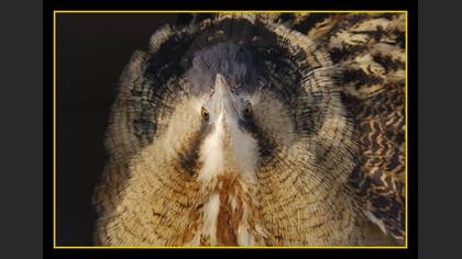 Balaban » Eurasian Bittern » Botaurus stellaris