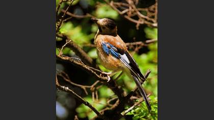 Alakarga » Eurasian Jay » Garrulus glandarius