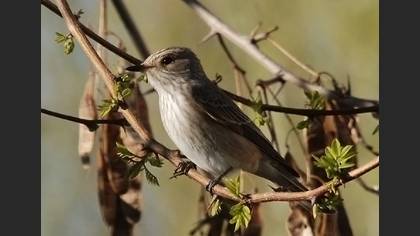 Benekli sinekkapan » Spotted Flycatcher » Muscicapa striata