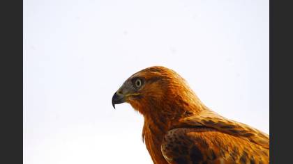 Kızıl şahin