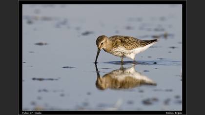 Karakarınlı kumkuşu » Dunlin » Calidris alpina