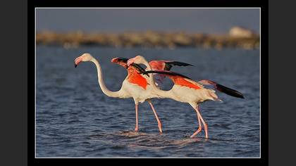Flamingo