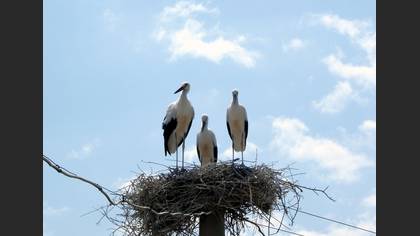 Leylek » White Stork » Ciconia ciconia