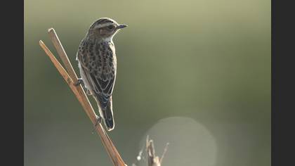 Çayır taşkuşu » Whinchat » Saxicola rubetra