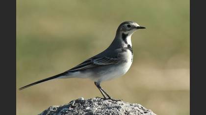 Ak kuyruksallayan » White Wagtail » Motacilla alba