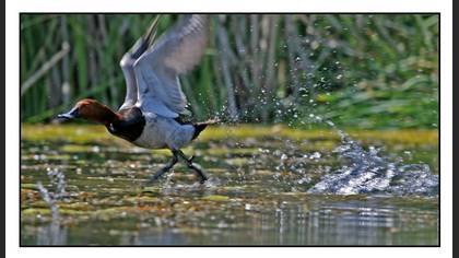 Elmabaş patka