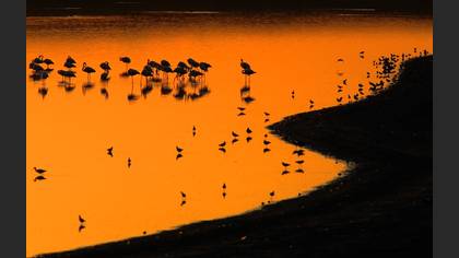 Flamingo