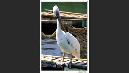 Ak pelikan » Great White Pelican » Pelecanus onocrotalus