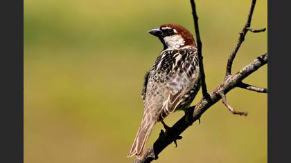 Söğüt serçesi » Spanish Sparrow » Passer hispaniolensis