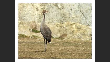 Turna » Common Crane » Grus grus
