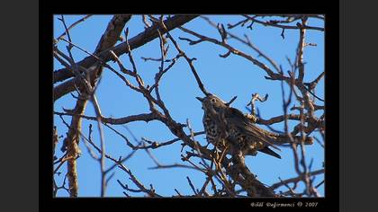 Ökse ardıcı » Mistle Thrush » Turdus viscivorus