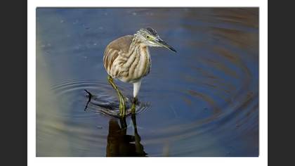 Alaca balıkçıl » Squacco Heron » Ardeola ralloides