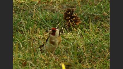 Saka » European Goldfinch » Carduelis carduelis