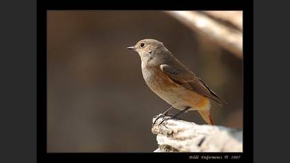 Kızılkuyruk » Common Redstart » Phoenicurus phoenicurus