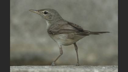 Zeytin mukallidi