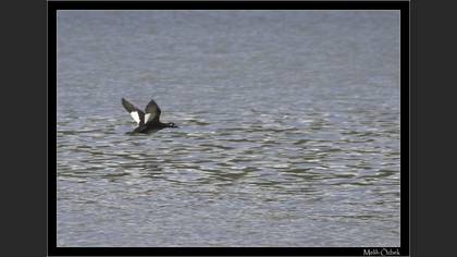 Kadife ördek » Velvet Scoter » Melanitta fusca
