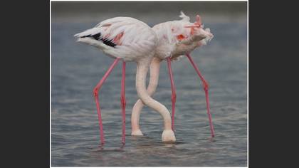 Flamingo