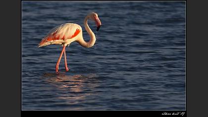 Flamingo