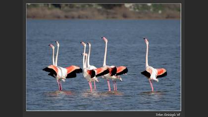 Flamingo » Greater Flamingo » Phoenicopterus roseus