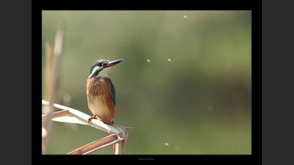 Yalıçapkını » Common Kingfisher » Alcedo atthis