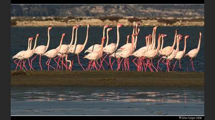 Flamingo