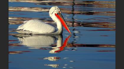 Tepeli pelikan » Dalmatian Pelican » Pelecanus crispus