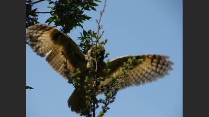 Kulaklı orman baykuşu