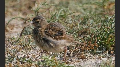 Tepeli toygar » Crested Lark » Galerida cristata