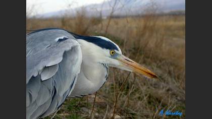 Gri balıkçıl