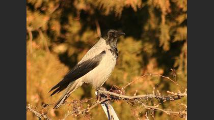 Leş kargası » Hooded Crow » Corvus cornix