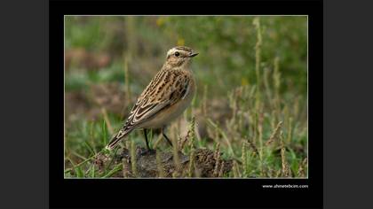 Çayır taşkuşu » Whinchat » Saxicola rubetra