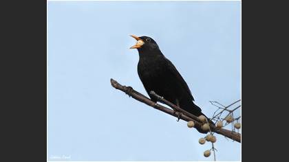 Karatavuk