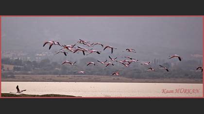 Flamingo