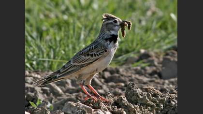 Boğmaklı toygar » Calandra Lark » Melanocorypha calandra