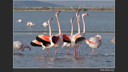 Flamingo