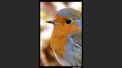 Kızılgerdan » European Robin » Erithacus rubecula