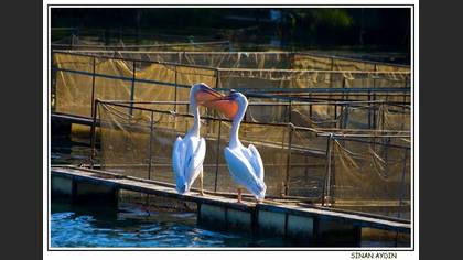 Ak pelikan » Great White Pelican » Pelecanus onocrotalus