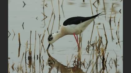 Uzunbacak » Black-winged Stilt » Himantopus himantopus