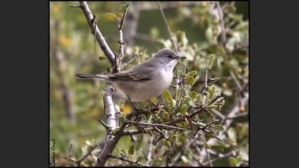 Küçük akgerdanlı ötleğen