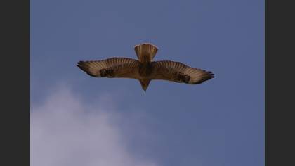 Kızıl şahin » Long-legged Buzzard » Buteo rufinus