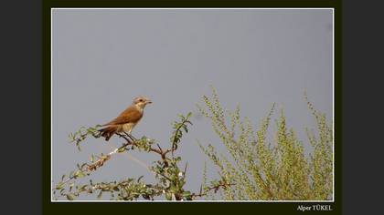 Kızılsırtlı örümcekkuşu