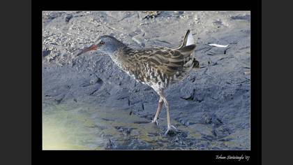 Sukılavuzu » Water Rail » Rallus aquaticus