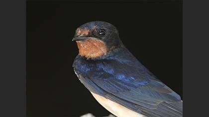 Kır kırlangıcı » Barn Swallow » Hirundo rustica