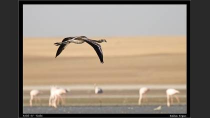 Flamingo » Greater Flamingo » Phoenicopterus roseus