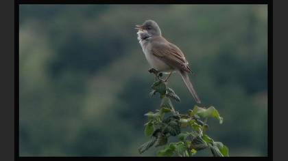 Akgerdanlı ötleğen » Common Whitethroat » Sylvia communis