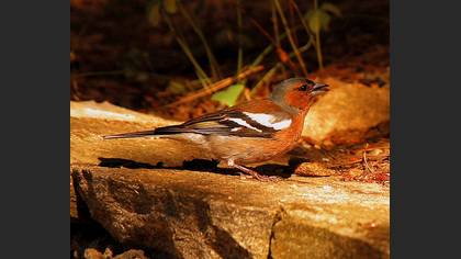 İspinoz » Common Chaffinch » Fringilla coelebs